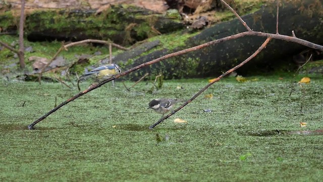 Coal Tit - ML622985856