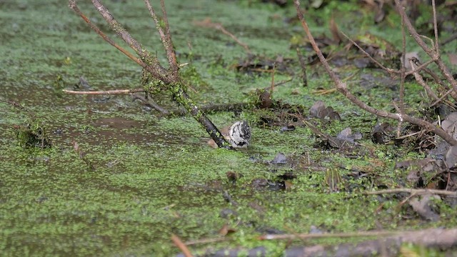Mésange huppée - ML622985863