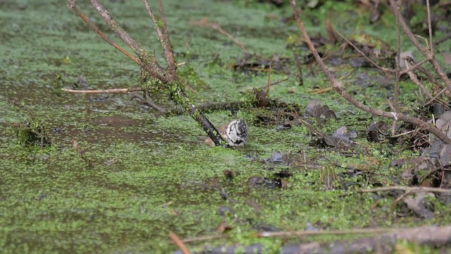 Crested Tit - ML622985863