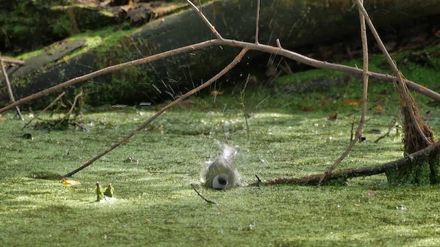 Eurasian Blue Tit - ML622985866