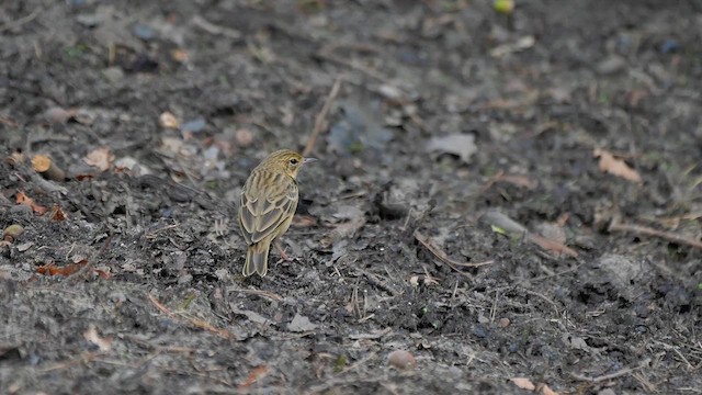 Pipit des arbres - ML622985870