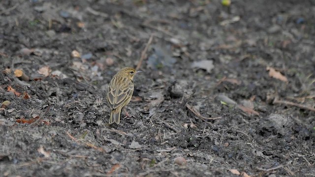 Tree Pipit - ML622985870