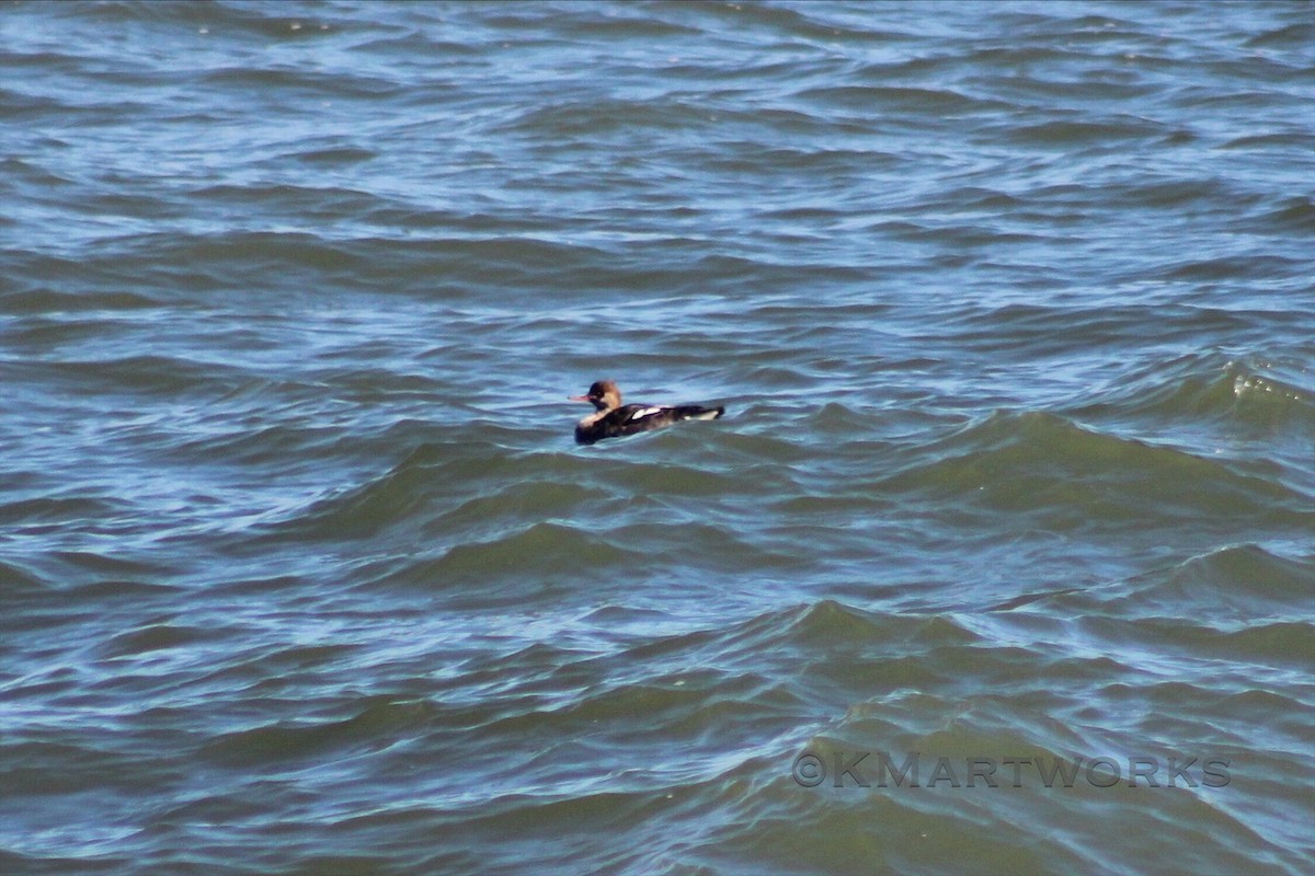 Red-breasted Merganser - ML622985887