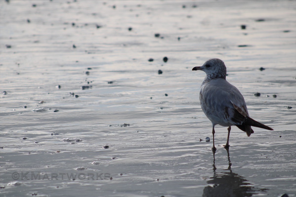 Ring-billed Gull - ML622985908