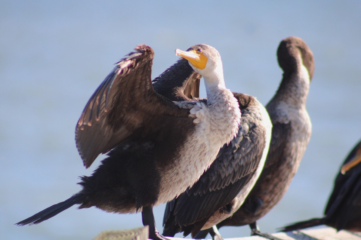 Double-crested Cormorant - ML622985935