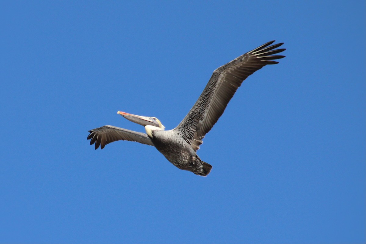 Brown Pelican - ML622985945