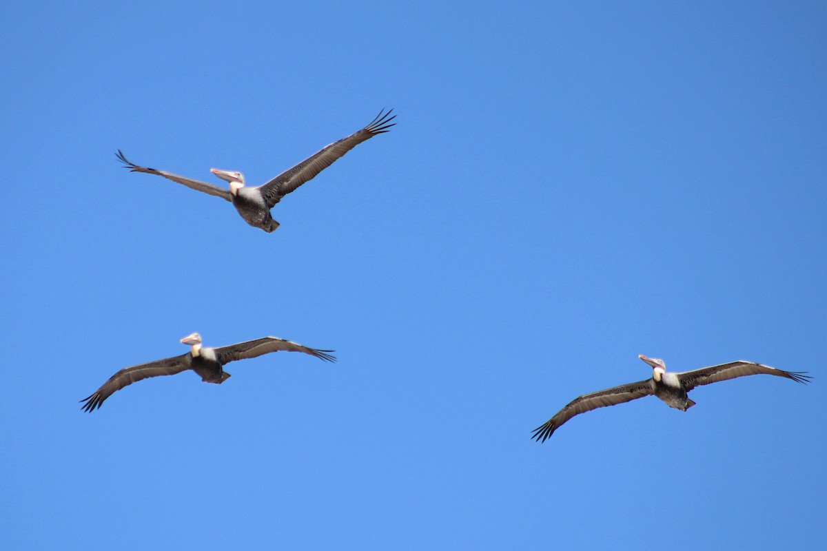 Brown Pelican - ML622985946