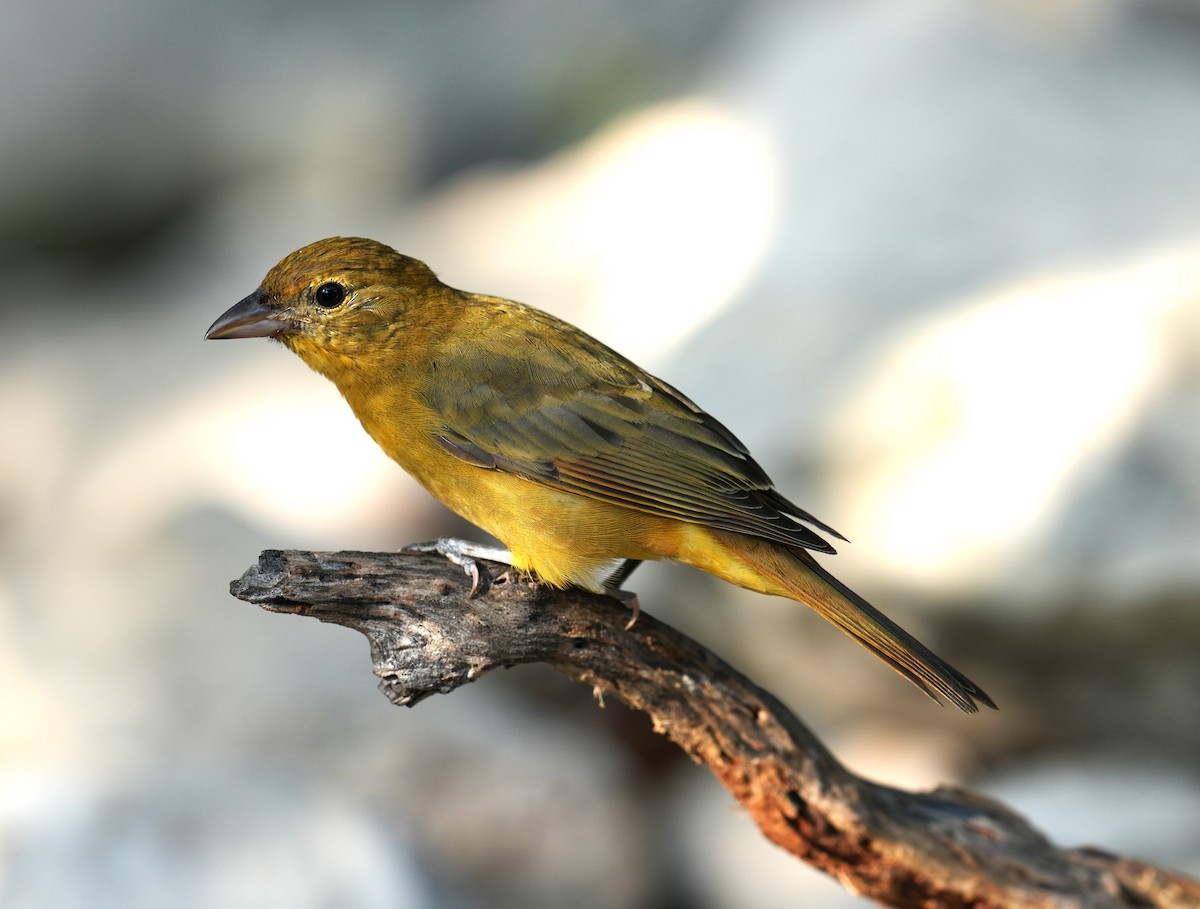 Summer Tanager - ML622985992