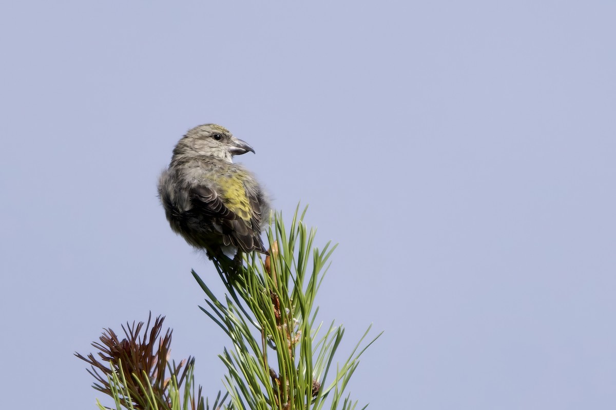 Cassia Crossbill - ML622986051