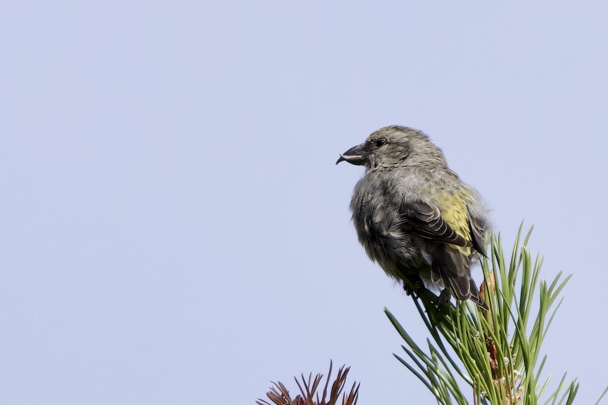 Cassia Crossbill - ML622986053