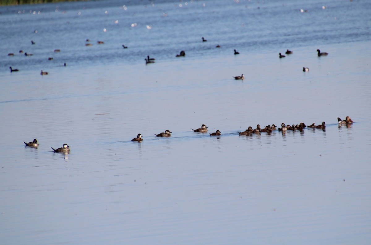 Ruddy Duck - ML622986103