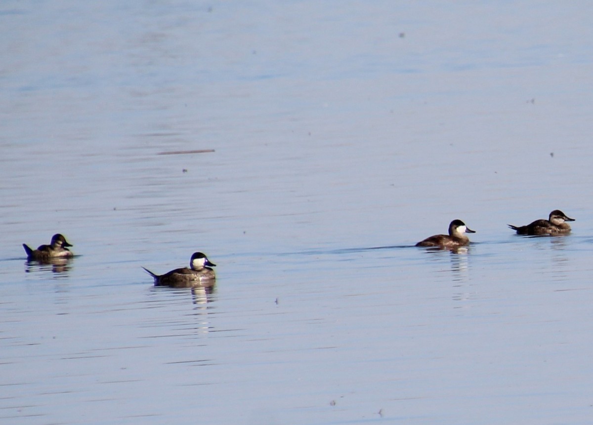 Ruddy Duck - ML622986119