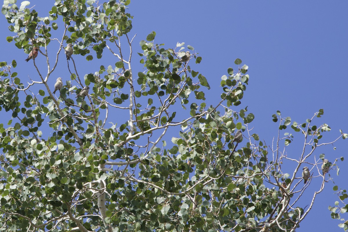 Cassia Crossbill - ML622986122