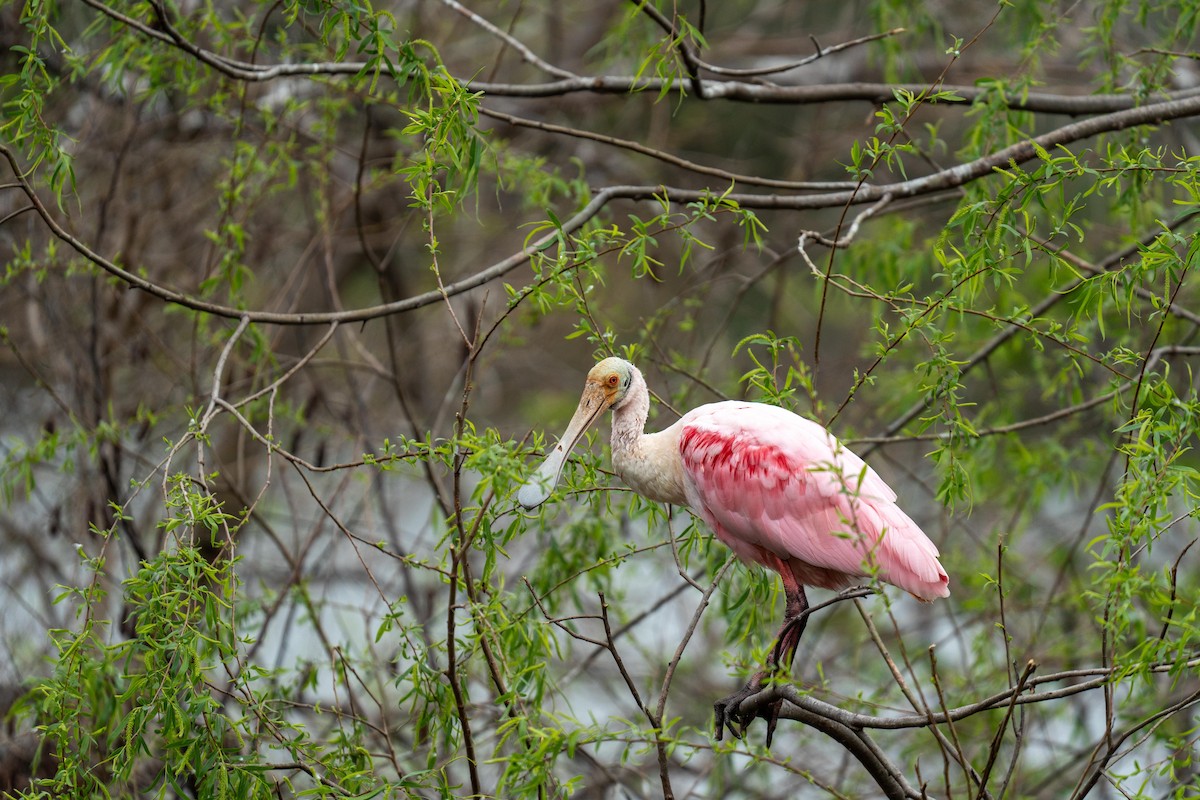 Roseate Spoonbill - ML622986140