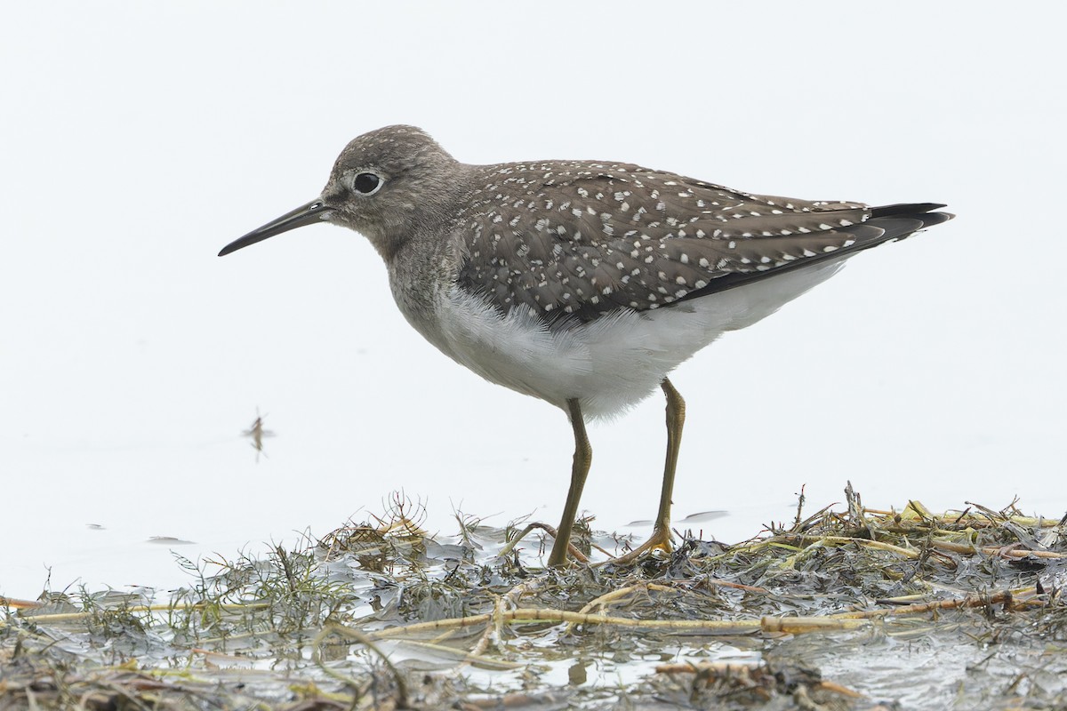 Solitary Sandpiper - ML622986193