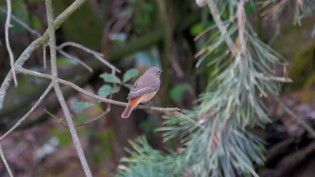 Common Redstart - ML622986195