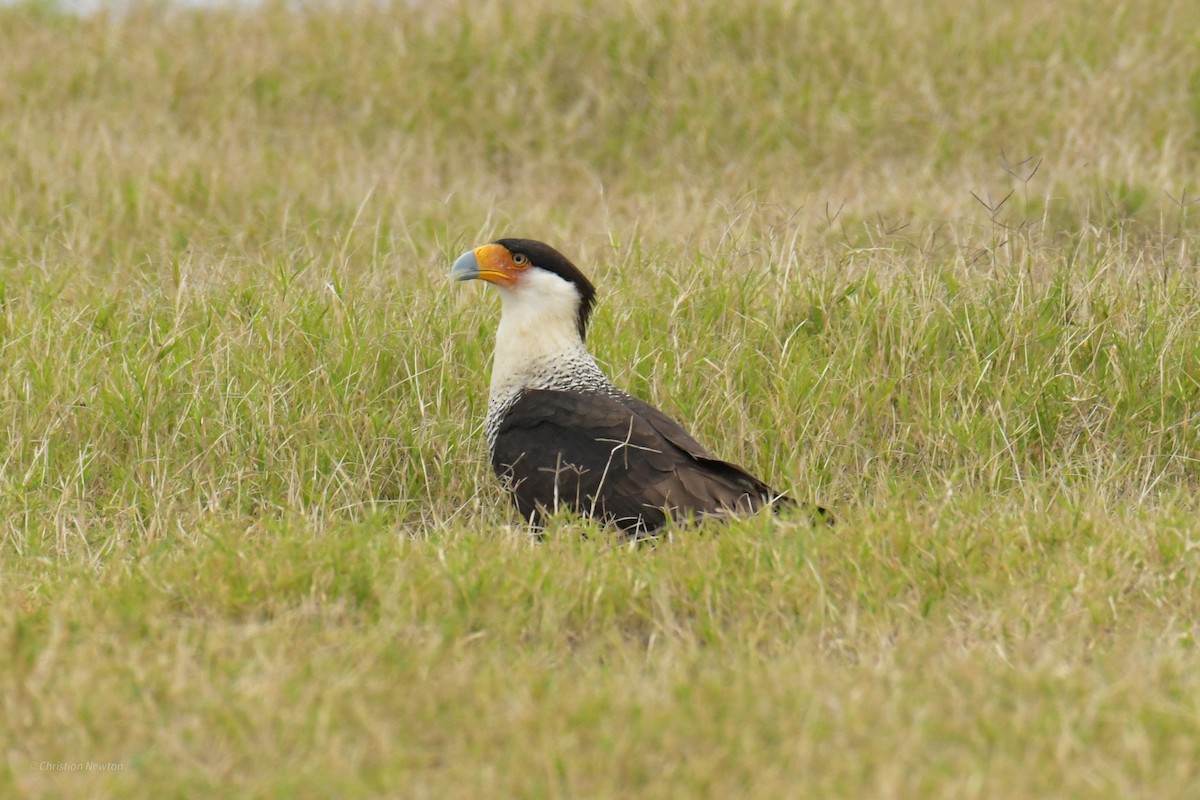 Crested Caracara - ML622986255