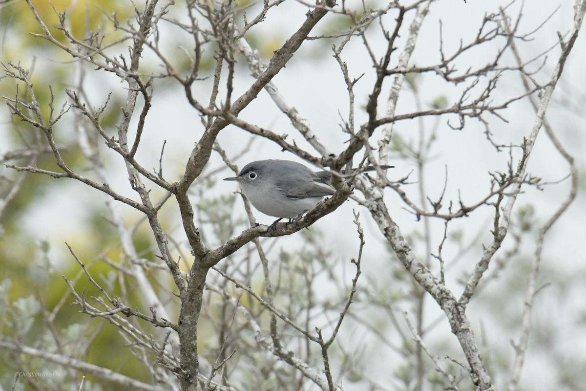 Blue-gray Gnatcatcher - ML622986258