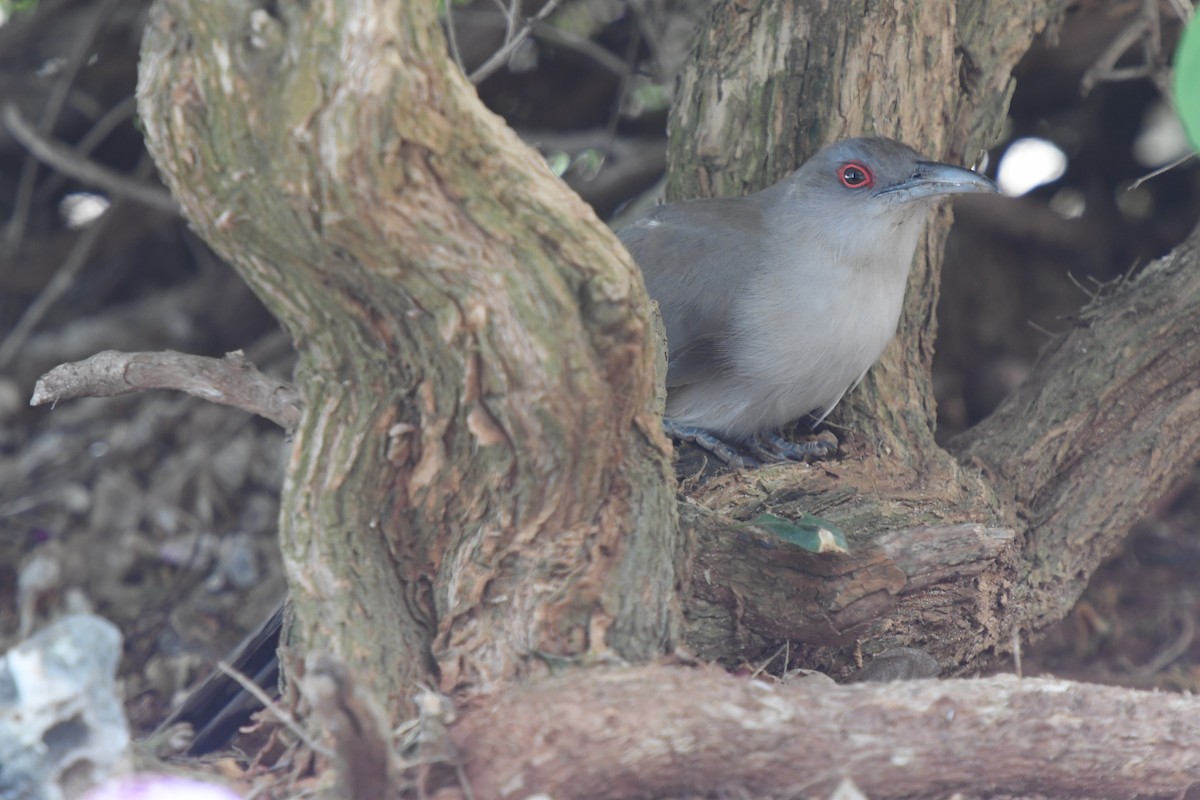 Great Lizard-Cuckoo (Cuban) - ML622986259