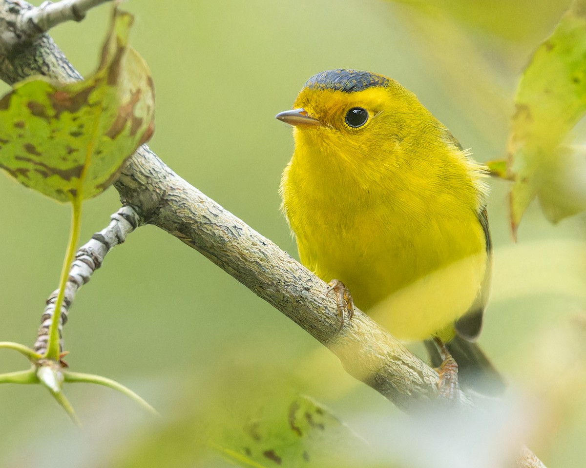 Wilson's Warbler - ML622986280