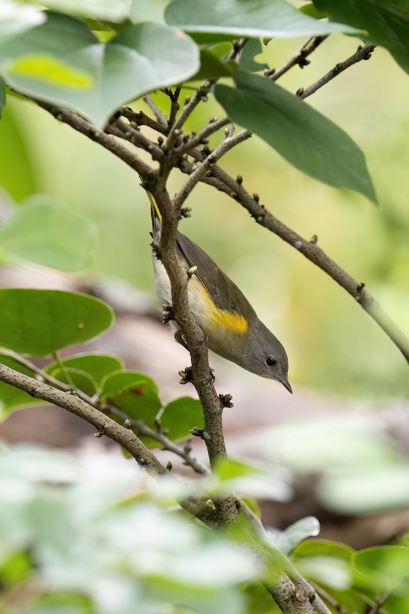American Redstart - ML622986390