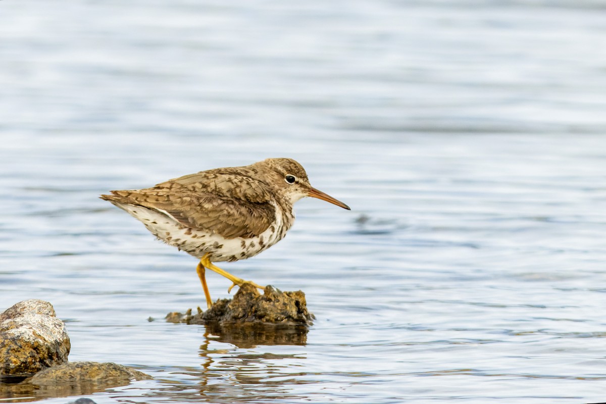 Spotted Sandpiper - ML622986418