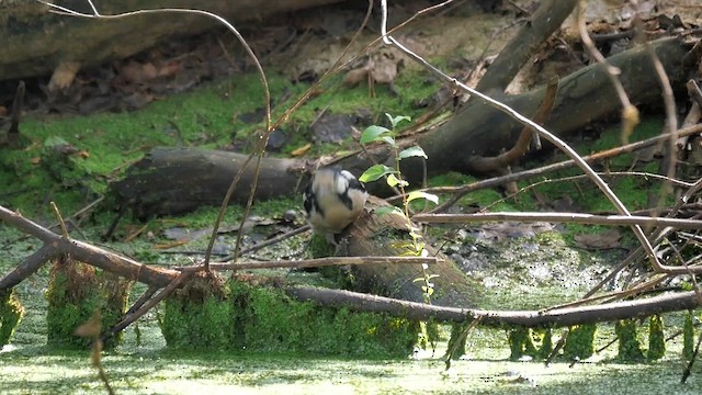 Great Spotted Woodpecker - ML622986432