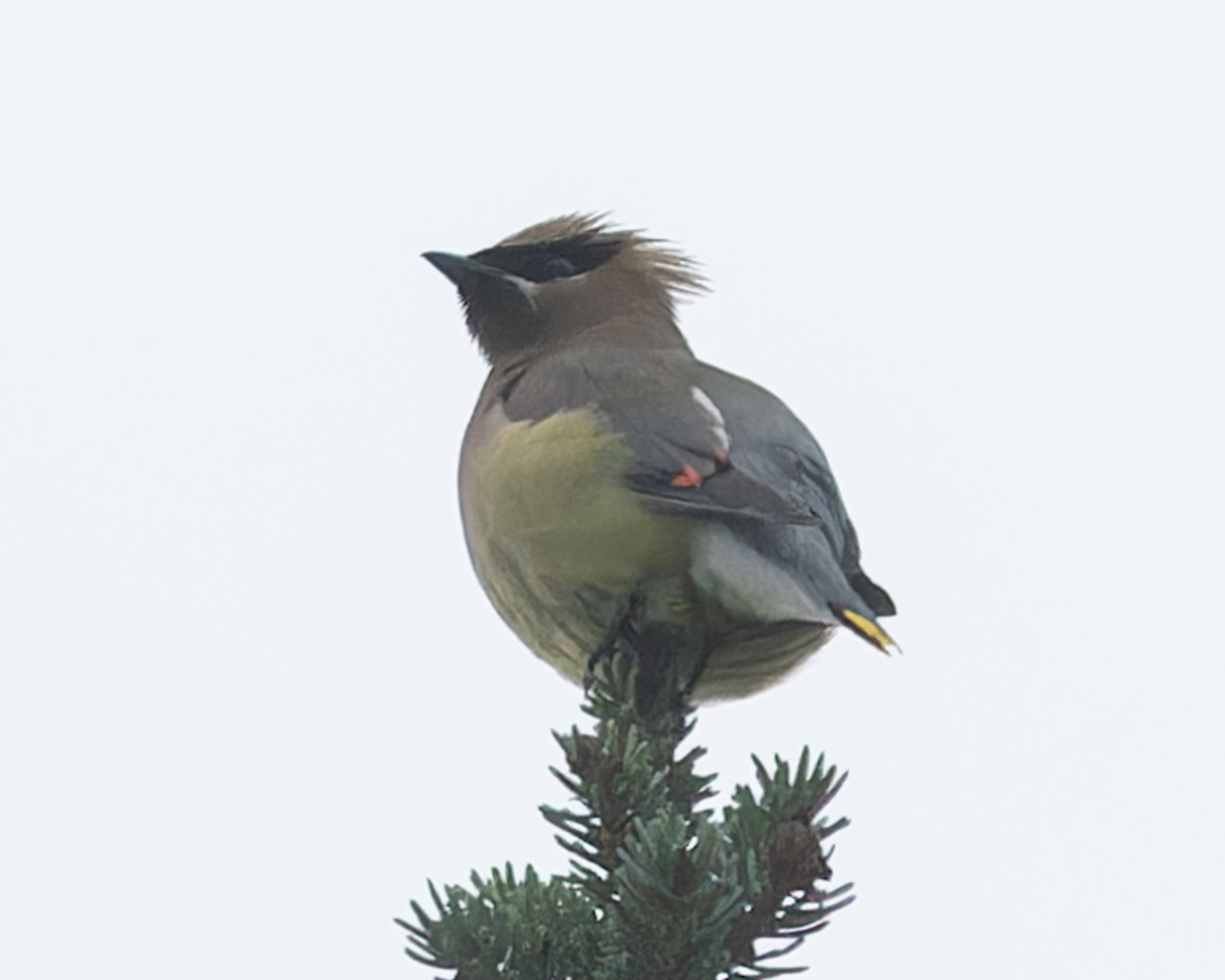 Cedar Waxwing - ML622986434