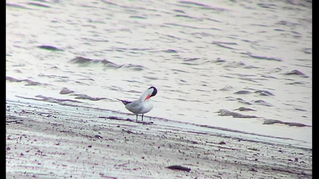 Caspian Tern - ML622986435