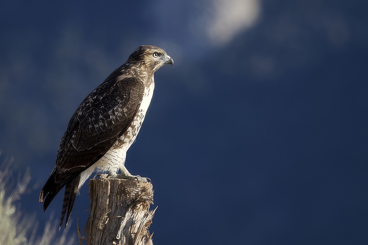 Red-tailed Hawk - ML622986458