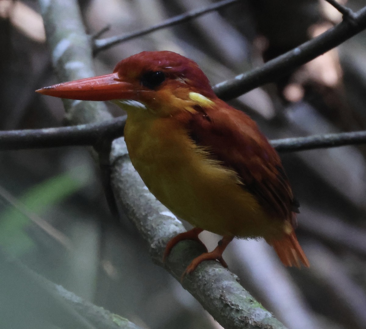 Rufous-backed Dwarf-Kingfisher - Hanan Jacoby