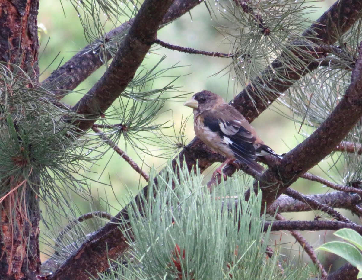 Evening Grosbeak - Al Zerbe