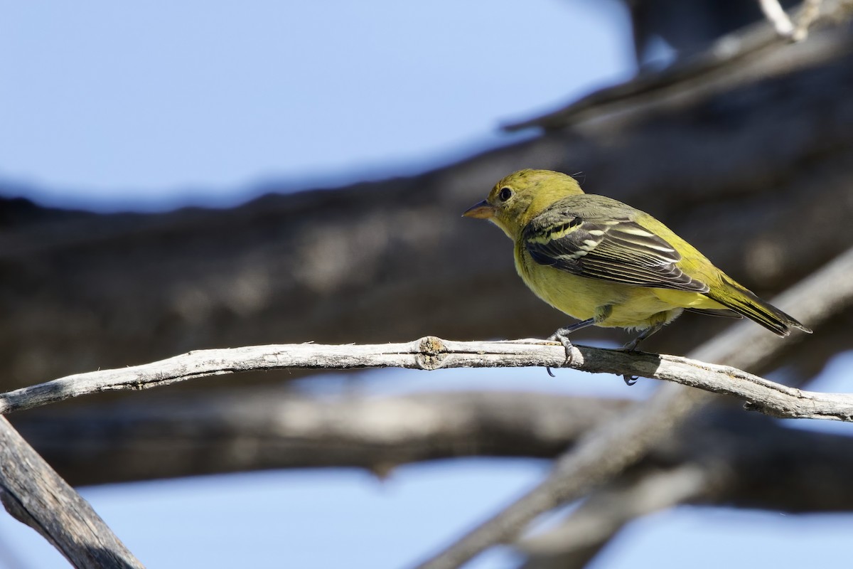 Western Tanager - ML622986518