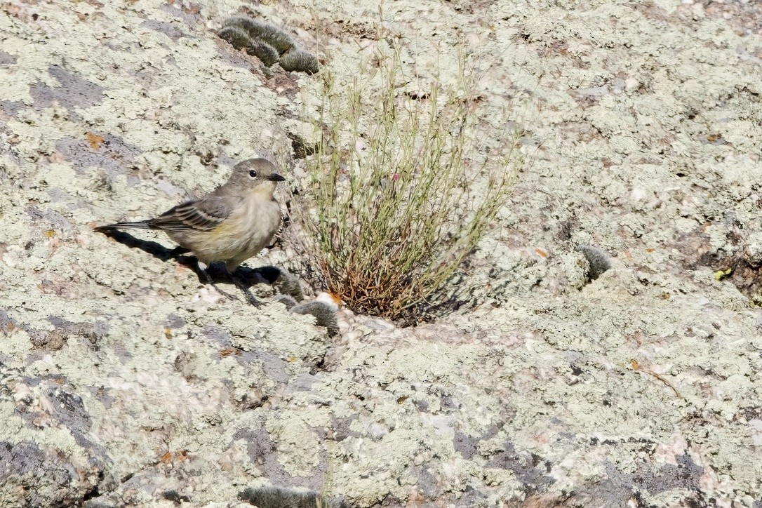 Yellow-rumped Warbler - ML622986521