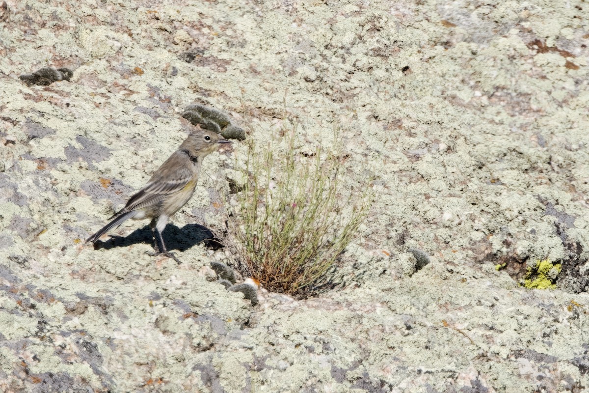 Yellow-rumped Warbler - ML622986523