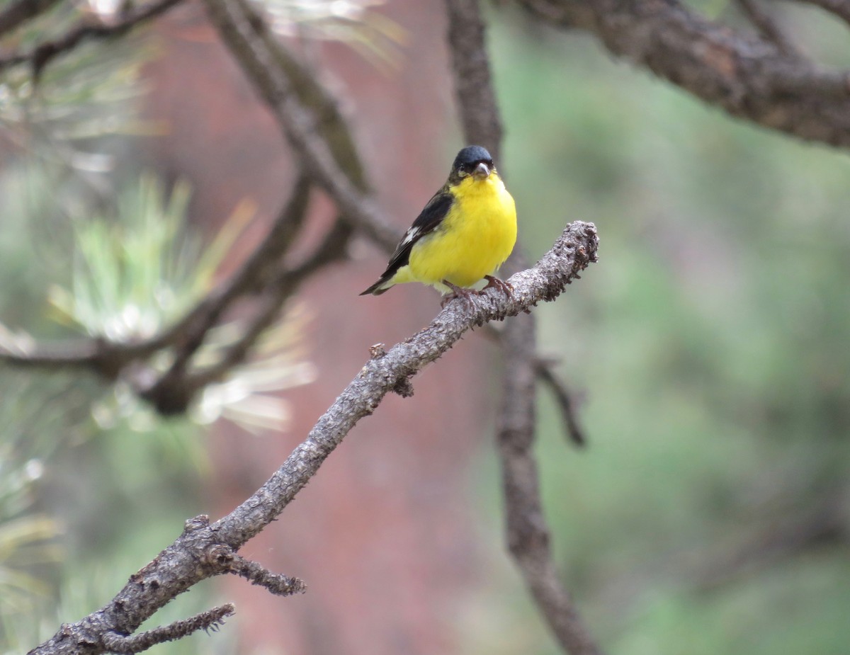 Lesser Goldfinch - ML622986578