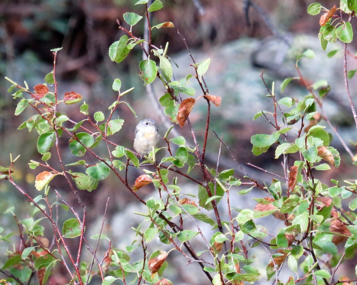 Virginia's Warbler - ML622986590