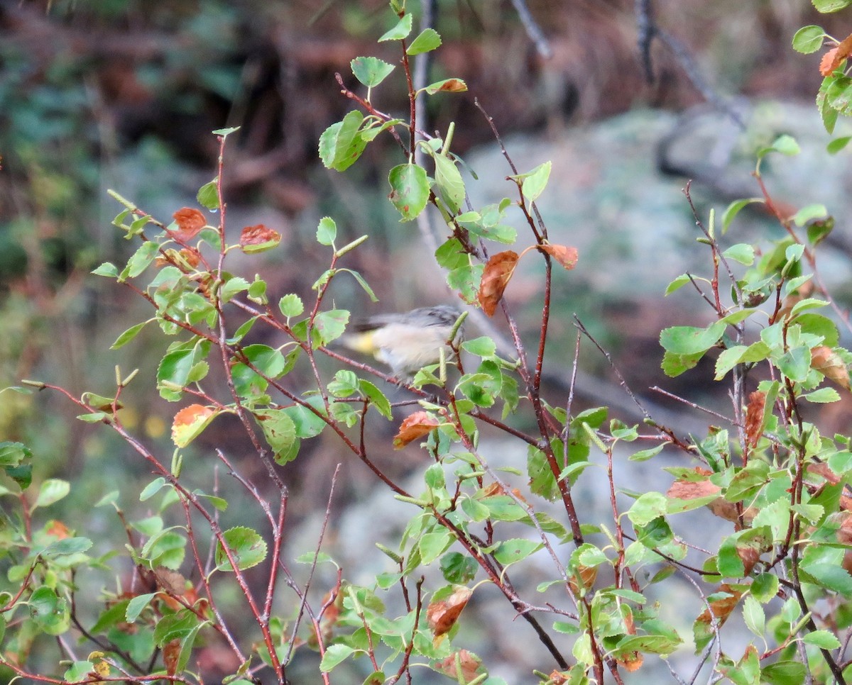 Virginia's Warbler - Al Zerbe