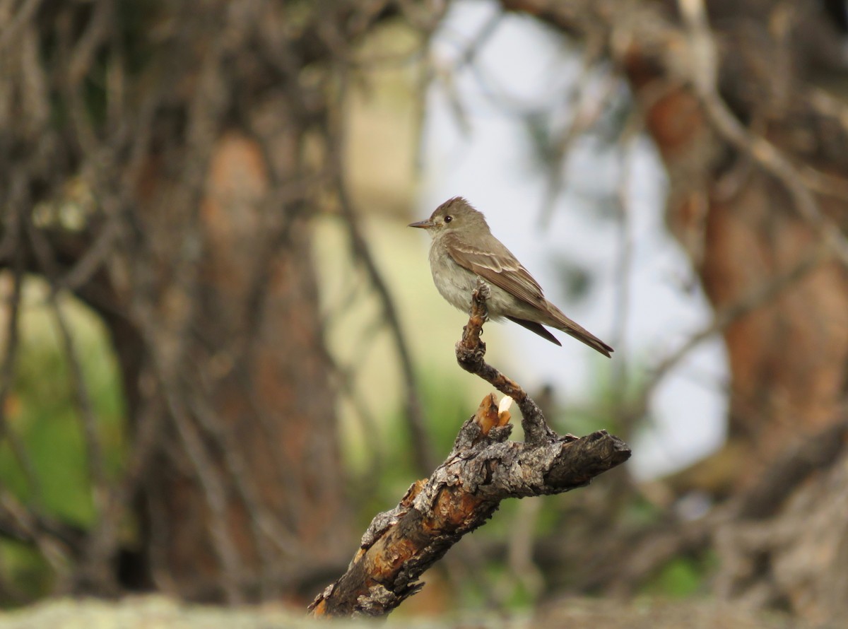 Western Wood-Pewee - ML622986611