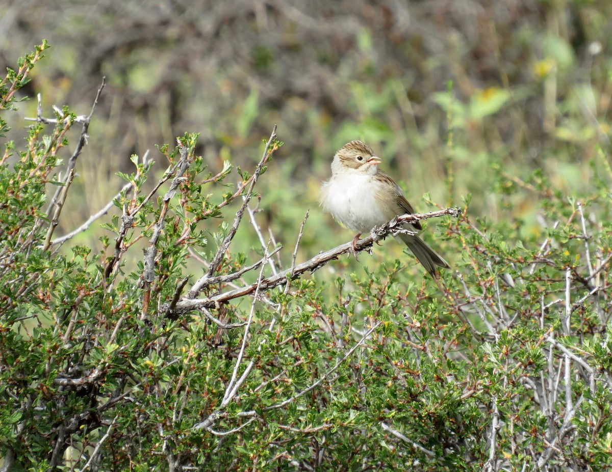 Chipping Sparrow - ML622986668