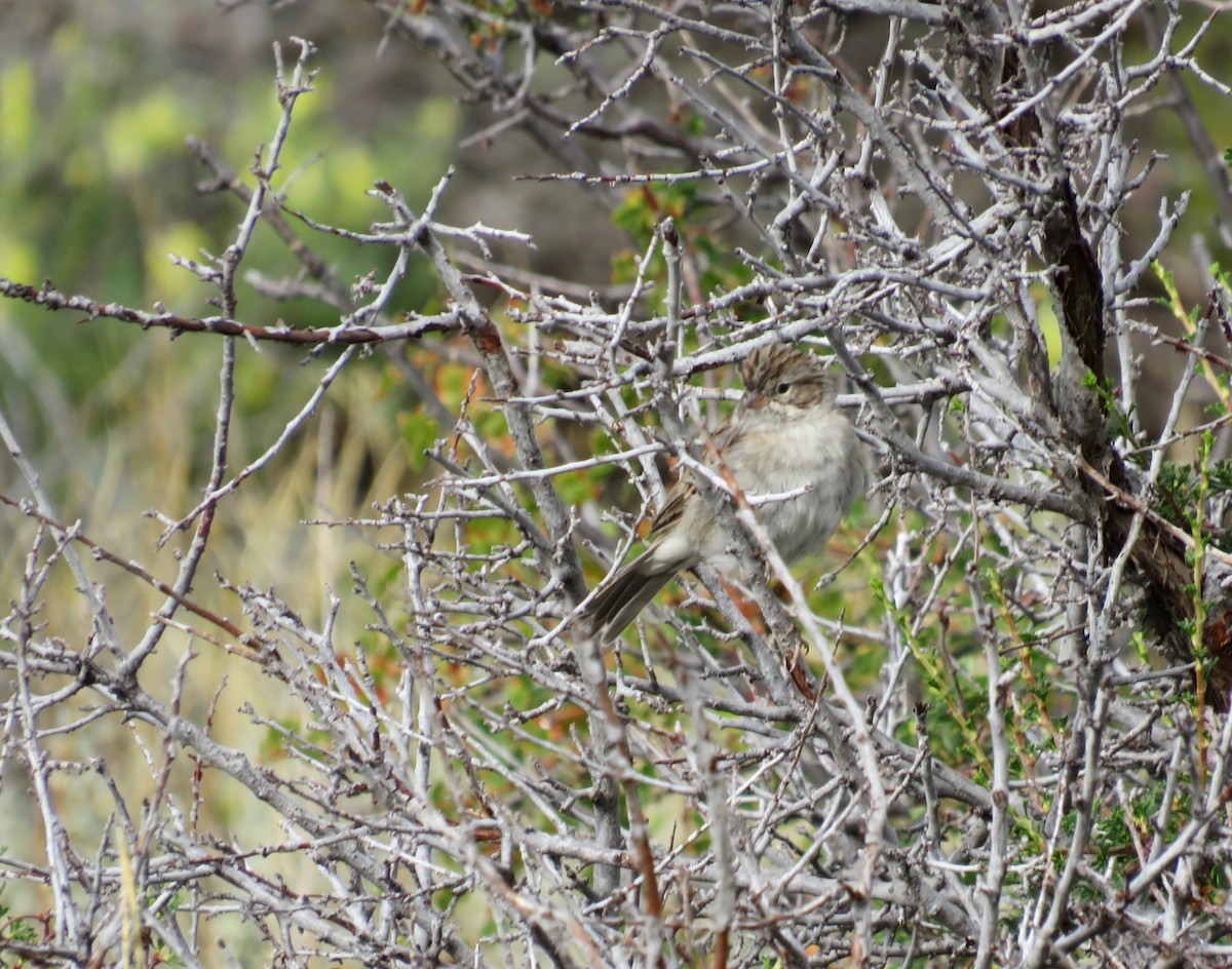 Chipping Sparrow - ML622986689