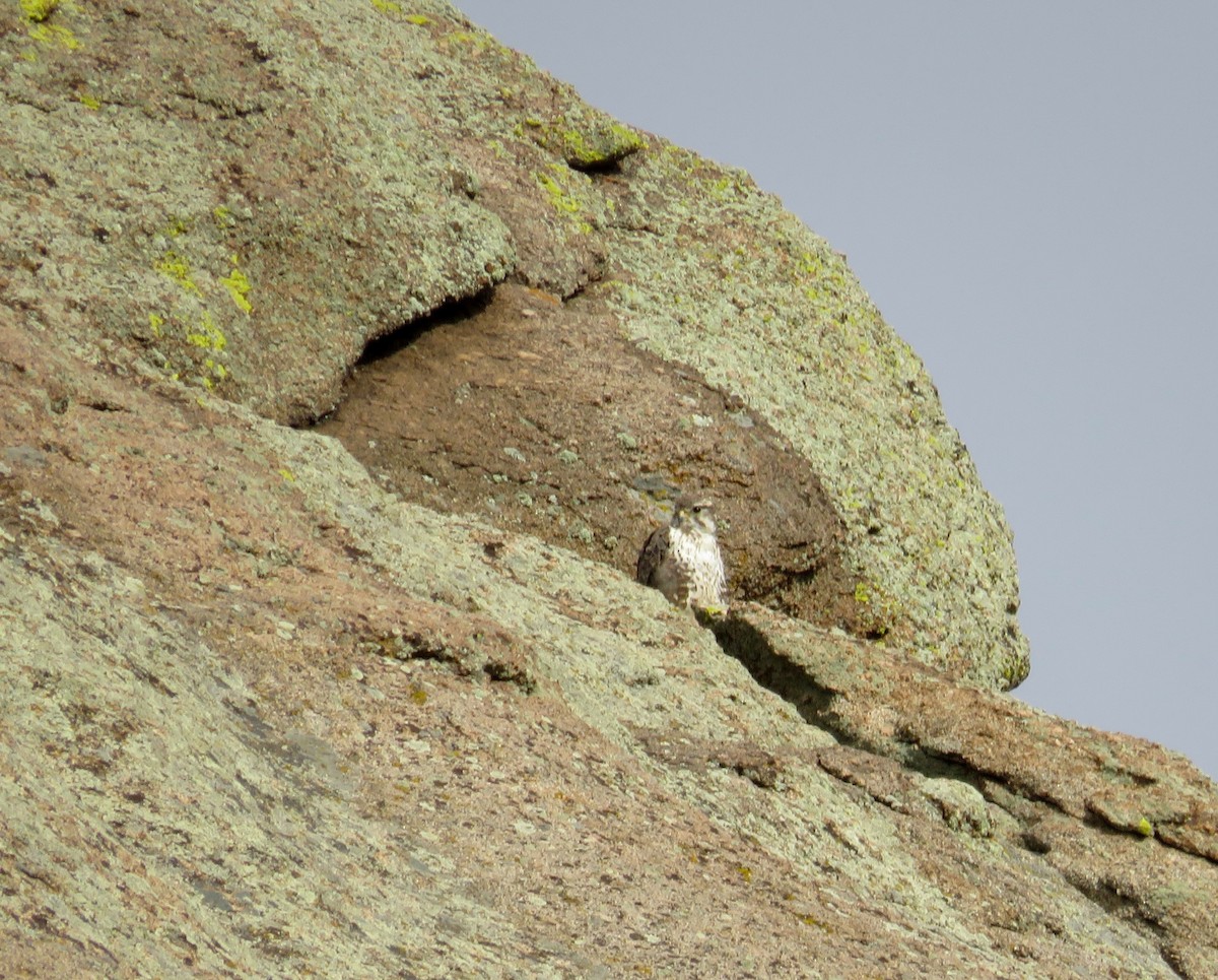 Prairie Falcon - Al Zerbe