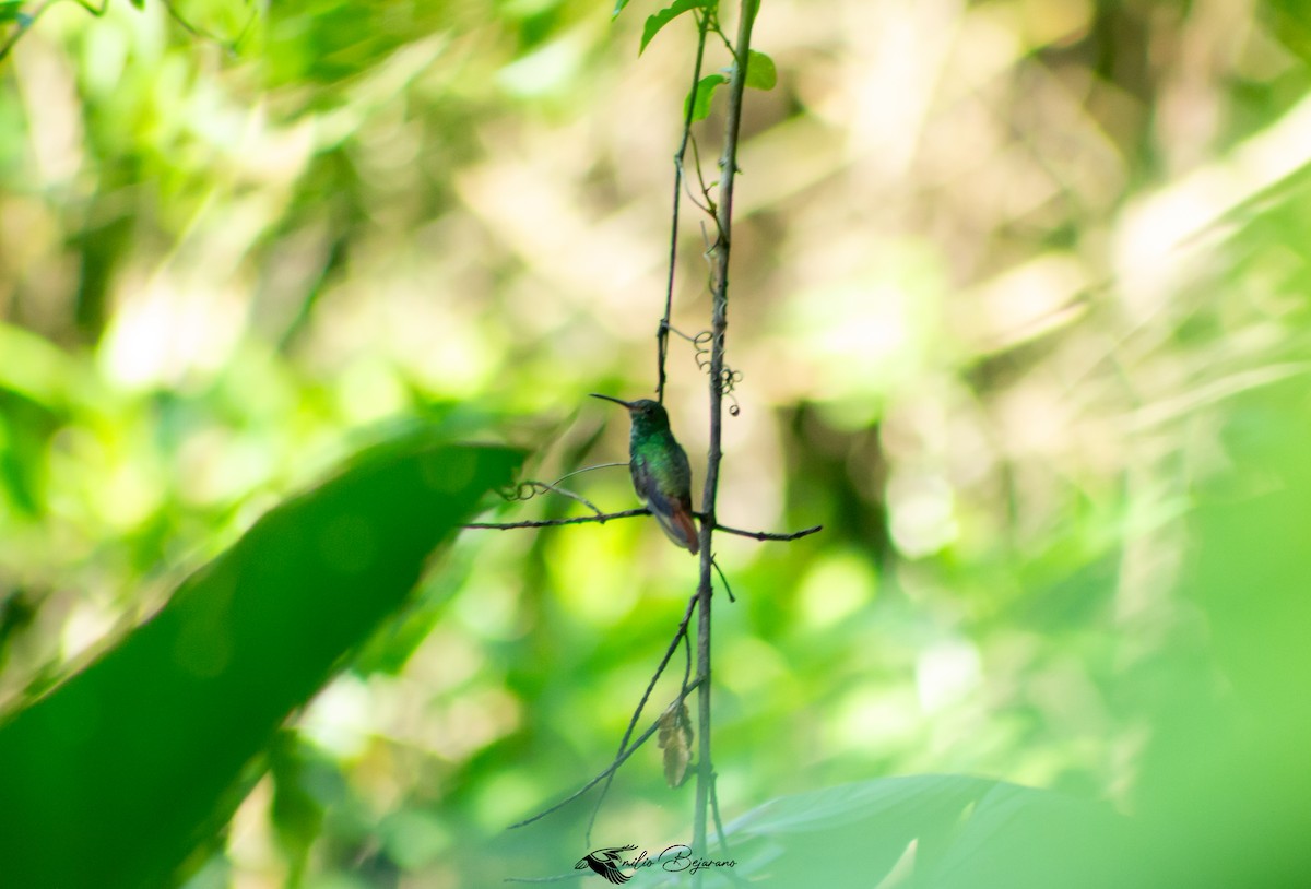 Rufous-tailed Hummingbird - ML622986755