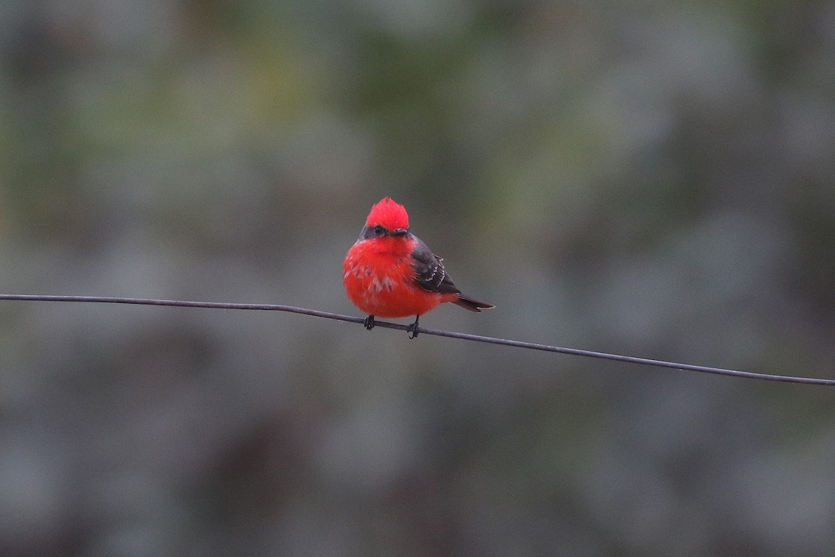 Vermilion Flycatcher (Austral) - ML622986825