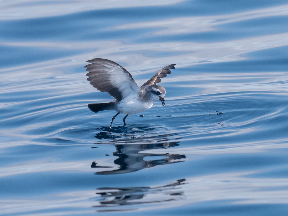 White-faced Storm-Petrel - ML622986842