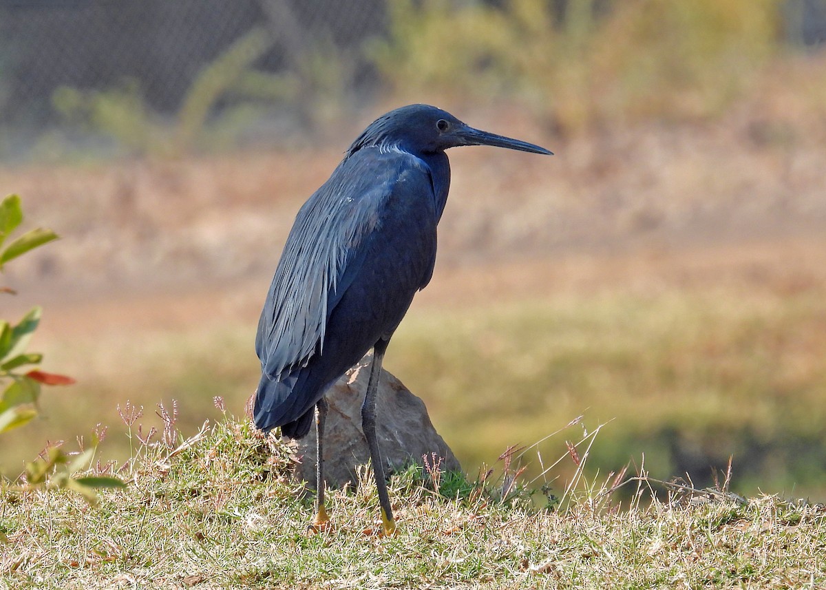 Black Heron - ML622986885