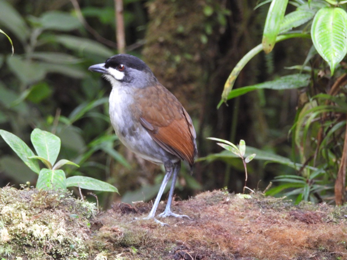 Jocotoco Antpitta - ML622987023