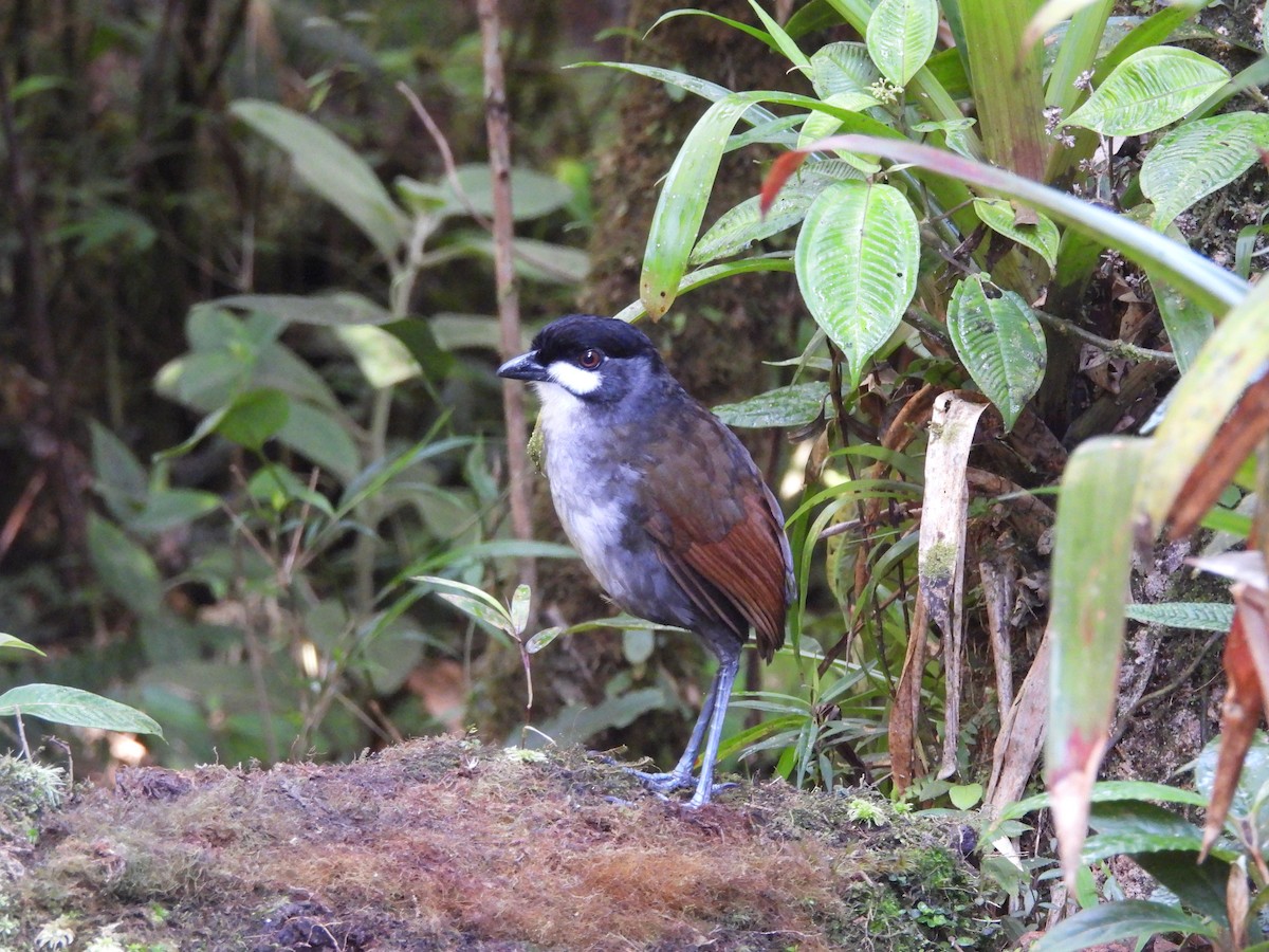 Jocotoco Antpitta - ML622987024