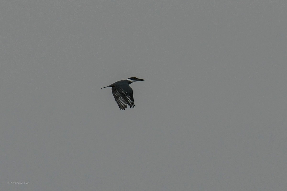 Ringed Kingfisher - Christian Newton