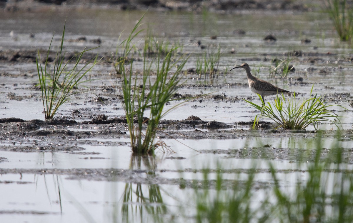 Whimbrel - Bruno García